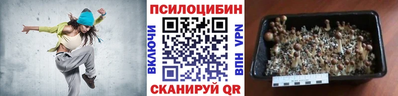 Псилоцибиновые грибы Psilocybe  Купить закладки  Электросталь 